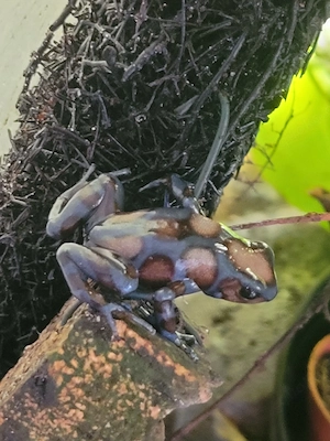Dendrobates auratus super blue