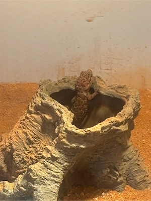 Kaktusgecko Heteronotia binoei