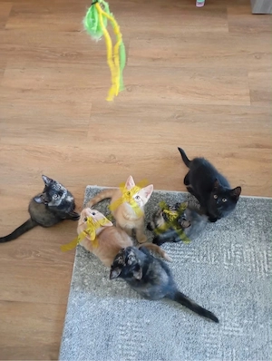 Babykatzen Persermischlinge
