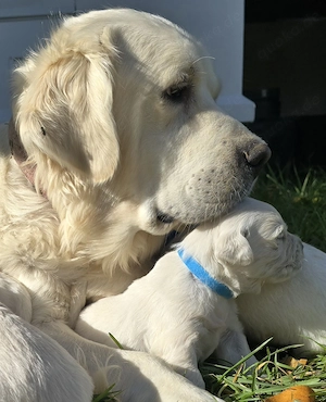 Golden Retriever 