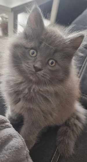 Wunderschöner kleiner Kater sucht ein liebevolles Zuhause 