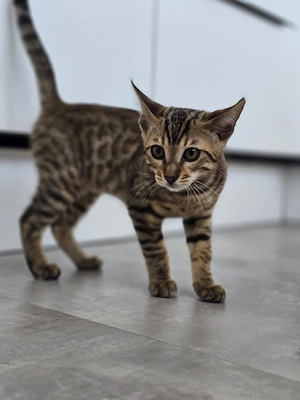 Savanna Bengal Kätzchen 