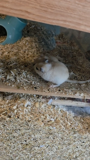Rennmaus Pärchen auch mit Nachwuchs 