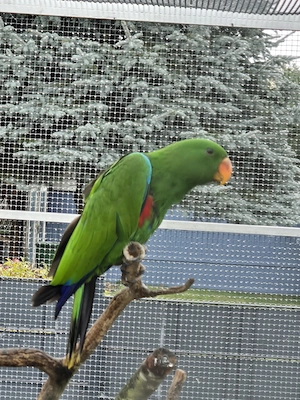 Neuguinea Edelpapagei