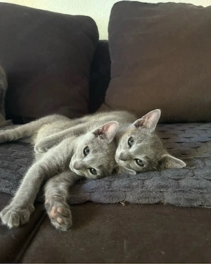 Reinrassige Russisch Blau Kitten, Weibchen, Katze 