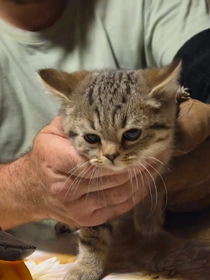  Britisch Kurhaar Kitten suchen ein liebevolles Zuhause 