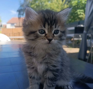 Katzenbaby in liebe Hände abzugeben 
