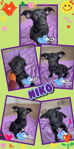 kleiner, zuckersüßer, lieber, menschenbezogener Welpenjunge "Niko" sucht ein liebevolles Zuhause