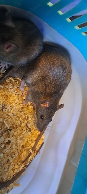 Ratte Farbratte