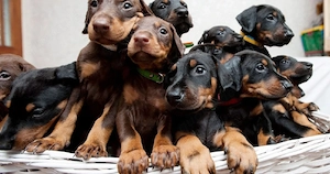 Dobermann Welpen 