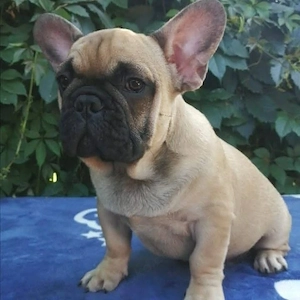 Niedliche französische Bulldoggenwelpen