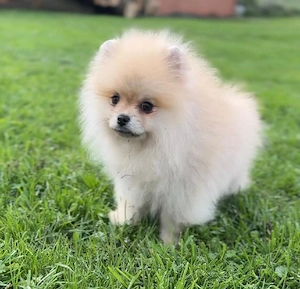 Pomeranian Zwergspizt Welpen