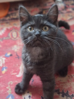 Zwei süße Katzen 