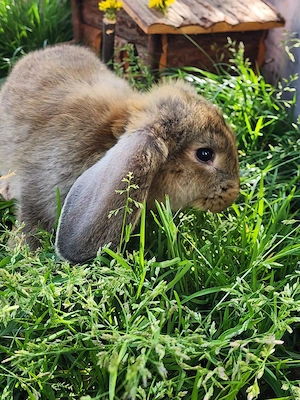 Deutscher Widder Rammler in wildfarben