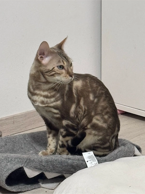 Bengal Kater sucht ein Zuhause