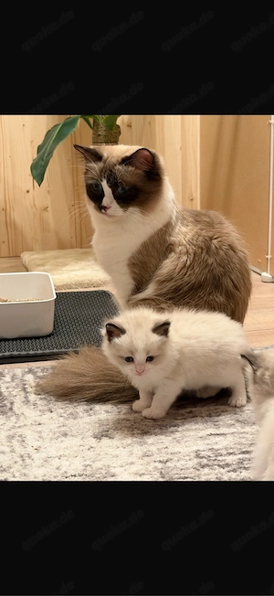 Ragdoll Kätzchen - reinrassige Kitten bicolor seal - blue