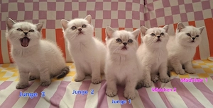 5 süße BKH silver schaded Kitten 