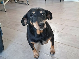 Trilly sucht ihr Zuhause (noch auf Sardinien)
