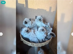 Zuckersüsse Ragdoll Kitten suchen ein liebevolles neues Zuhause.