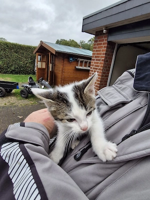Kater,jung