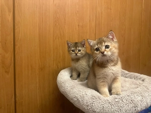 BKH Kitten Kätzchen Reinrassige Britisch Kurzhaar Katzenbabys Katzen ABHOLBEREIT !!!