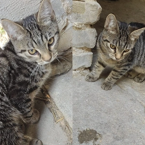Liebe Katze sucht ein neues Zuhause