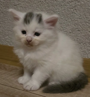 Maine Coon Kitten 