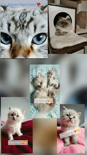 Kitten Katzenbabys Abgabe bereit ab 7. November