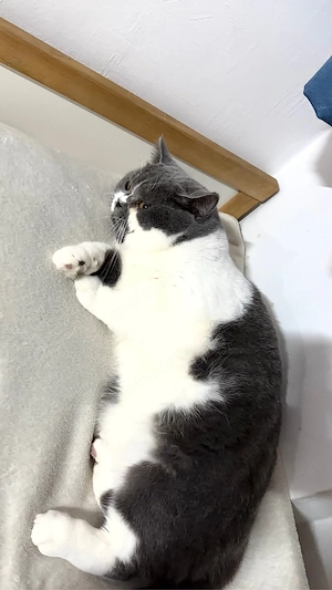 britisch Katzenbaby 3 