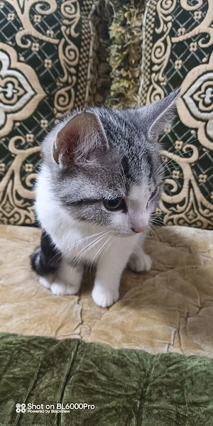 Süße kitten sucht ein neues Zuhause 
