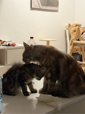 Maine coon Prinzessin 
