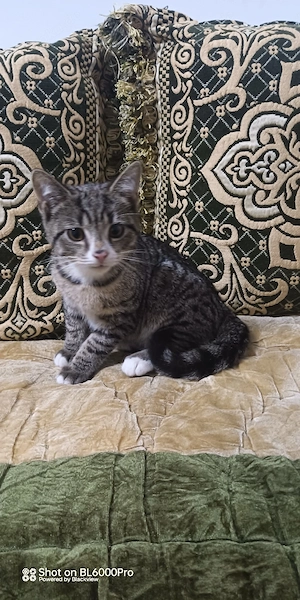 Süße Kitten sucht ein neues Zuhause 