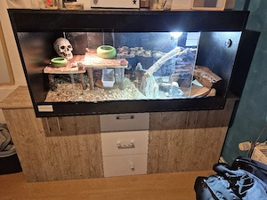 Bartagame mit terium und Zubehör 
