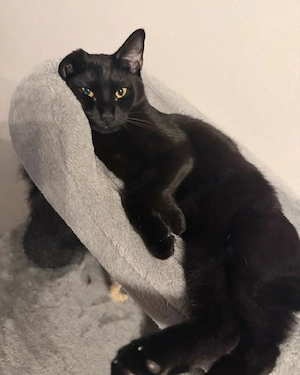 Niedliche Katze sucht ein neues Zuhause 