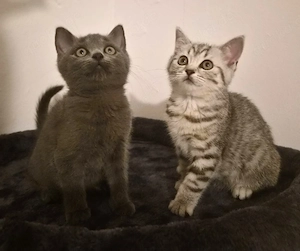 BKH Kitten Blue & Black Silver Tabby Mädchen 