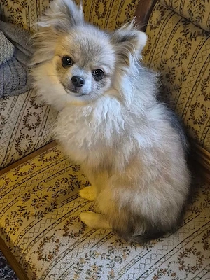 Pomeranien- Chihuahua mix 