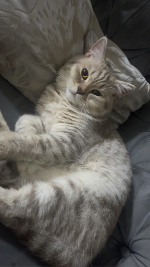 Kater sucht Partnerin