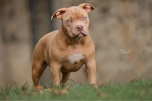American Bully Welpe Hündin (ABKC)