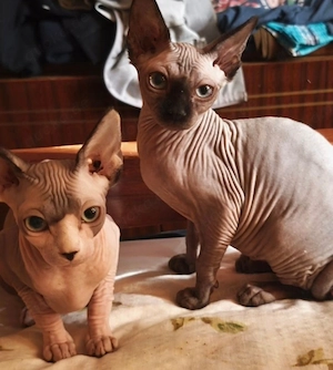 Sphynx-Kätzchen suchen ein liebevolles Zuhause! 