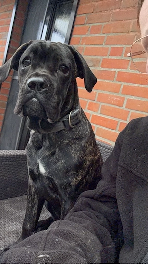 cane corso presa canario mädel 6 Monate alt 