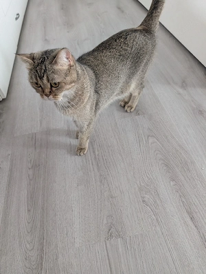 BKH katze 