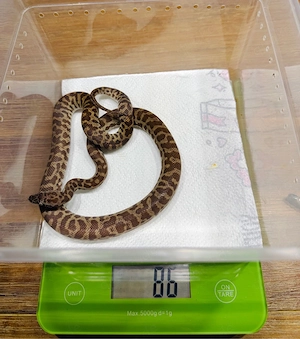 1.1 Antaresia stimsoni stimsoni Wheatbelt