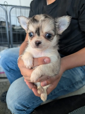 reinrassige Chihuahua-Welpen 