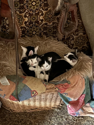 Katzenbabys abzugeben (Schutzgebühr)