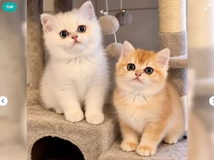 BKH kitten mit blauen und grüne Augen 