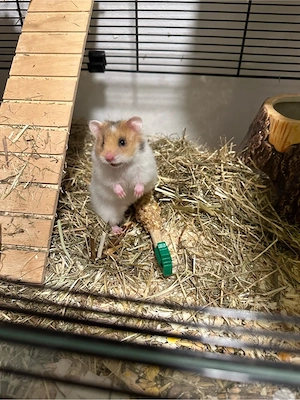 Goldhamster