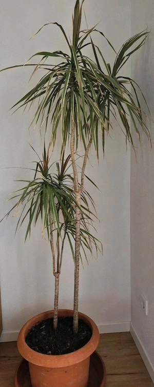Dracaena marginata Drachenbaum 180cm