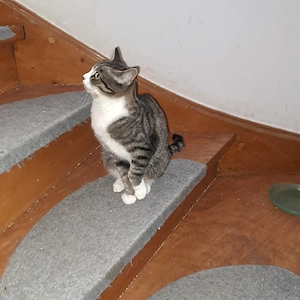 Katzenkinder