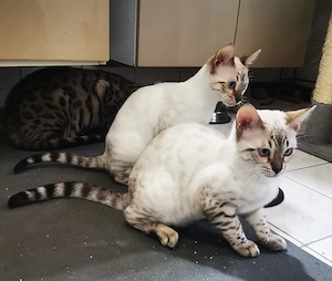Zauberhafte Bengalkitten mit samtig weichem Fell