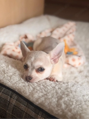 Reinrassige Chihuahua Welpen 10 wochen suchen ein liebevolles Zuhause 